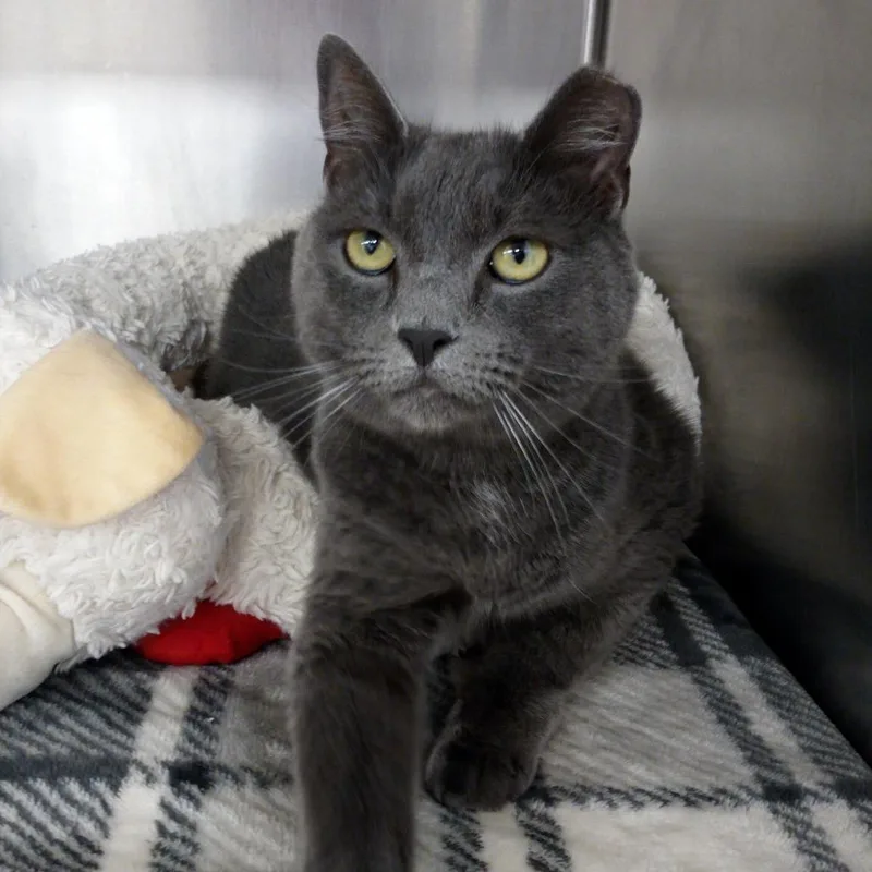 An adult large-sized male Gray / Blue / Silver Domestic Short Hair cat named Waffles for adoption in Beaumont, TX