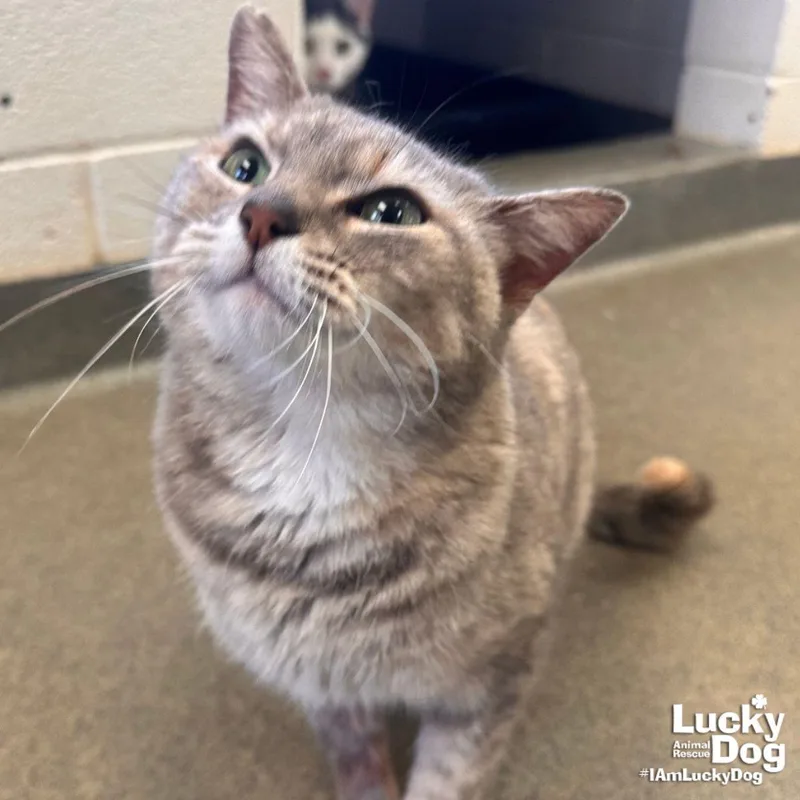 An adult medium-sized female Gray / Blue / Silver Domestic Short Hair cat named Tipsy for adoption in Washington, DC