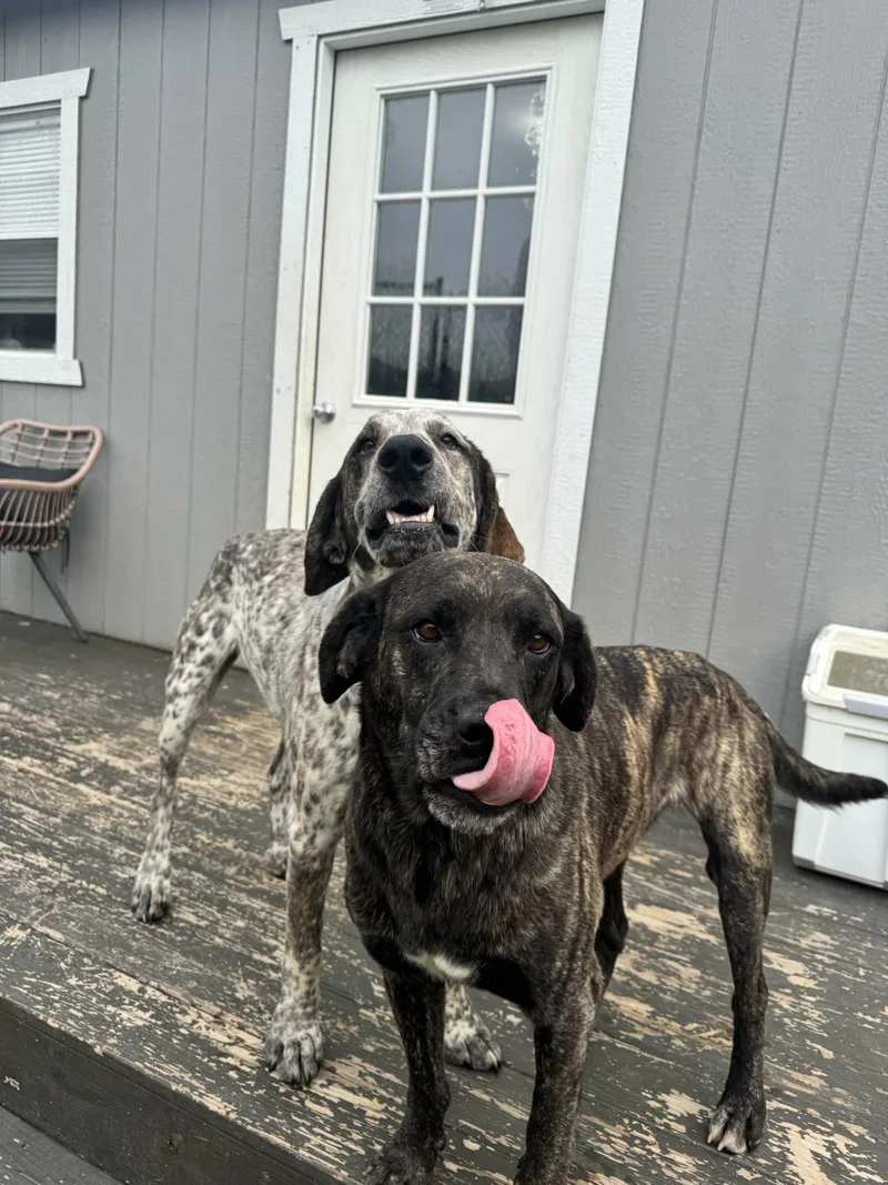 An adult medium-sized female Brindle Plott Hound dog named Eve for adoption in Richmond, KY
