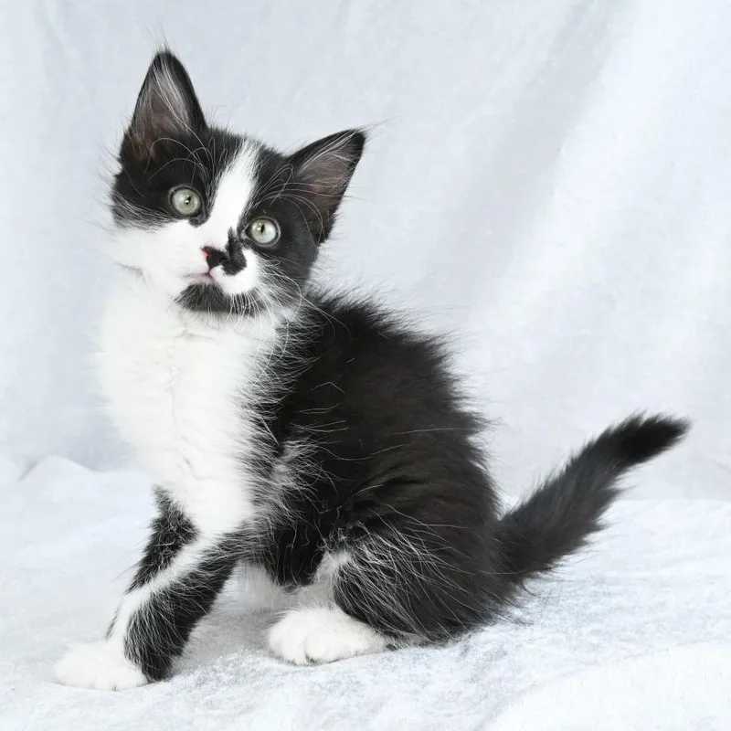 Sylvester thumbnail 3