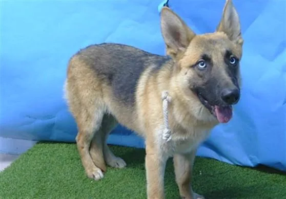 A young small-sized female German Shepherd Dog dog named Bii for adoption in Gardena, CA