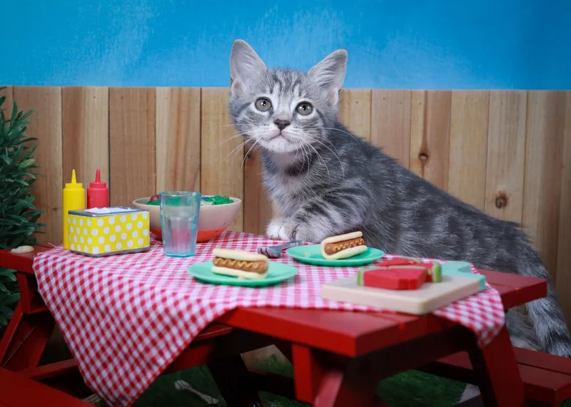 A baby medium-sized female Tabby (Gray / Blue / Silver) Tabby cat named Pansy for adoption in Parker, TX
