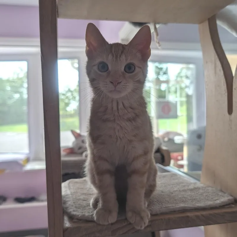 A baby small-sized male Orange / Red Domestic Short Hair cat named Almond for adoption in McKean, PA