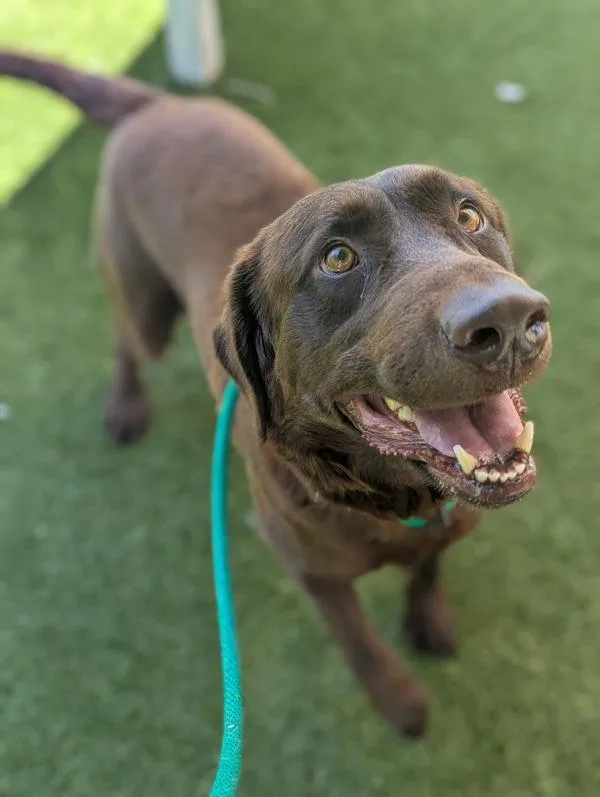 An adult large-sized male Labrador Retriever dog named Rocket for adoption in Salt Lake City, UT