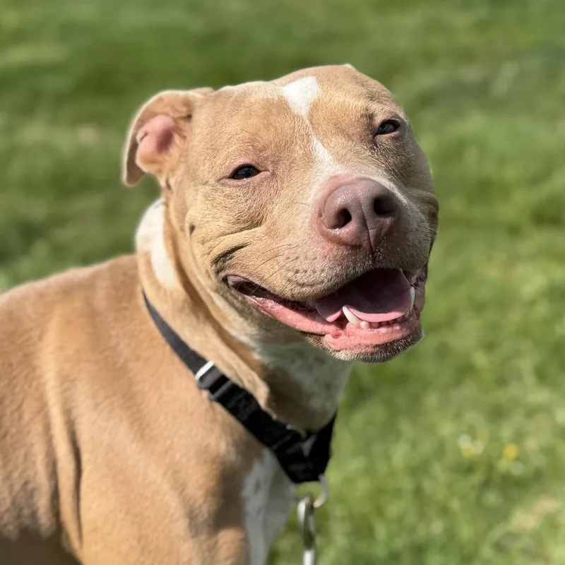An adult medium-sized female Yellow / Tan / Blond / Fawn American Staffordshire Terrier dog named Hazel for adoption in Champaign, IL