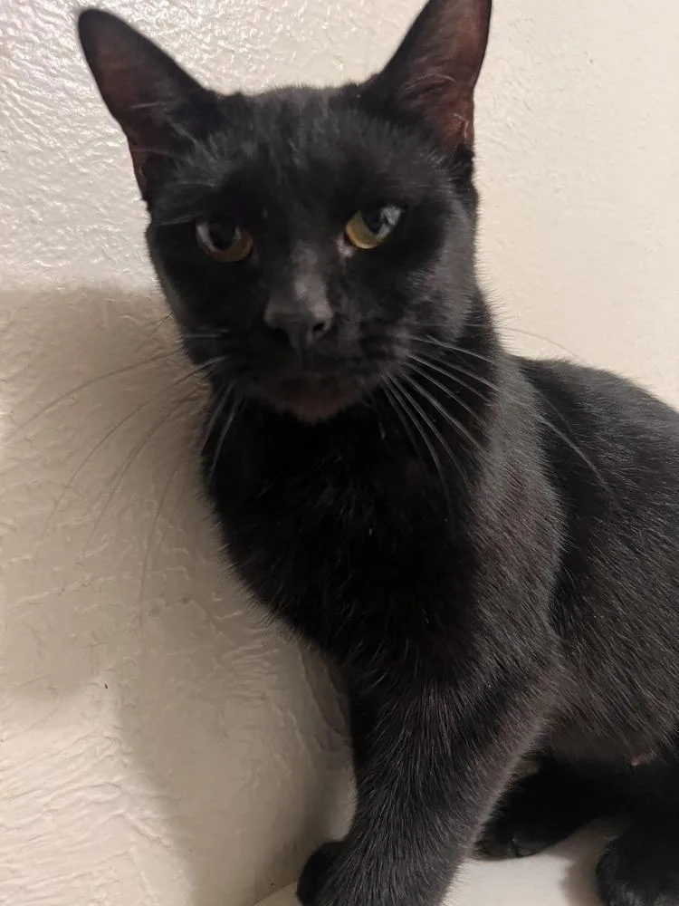 A young medium-sized female Domestic Short Hair cat named Emily for adoption in Dallas, TX