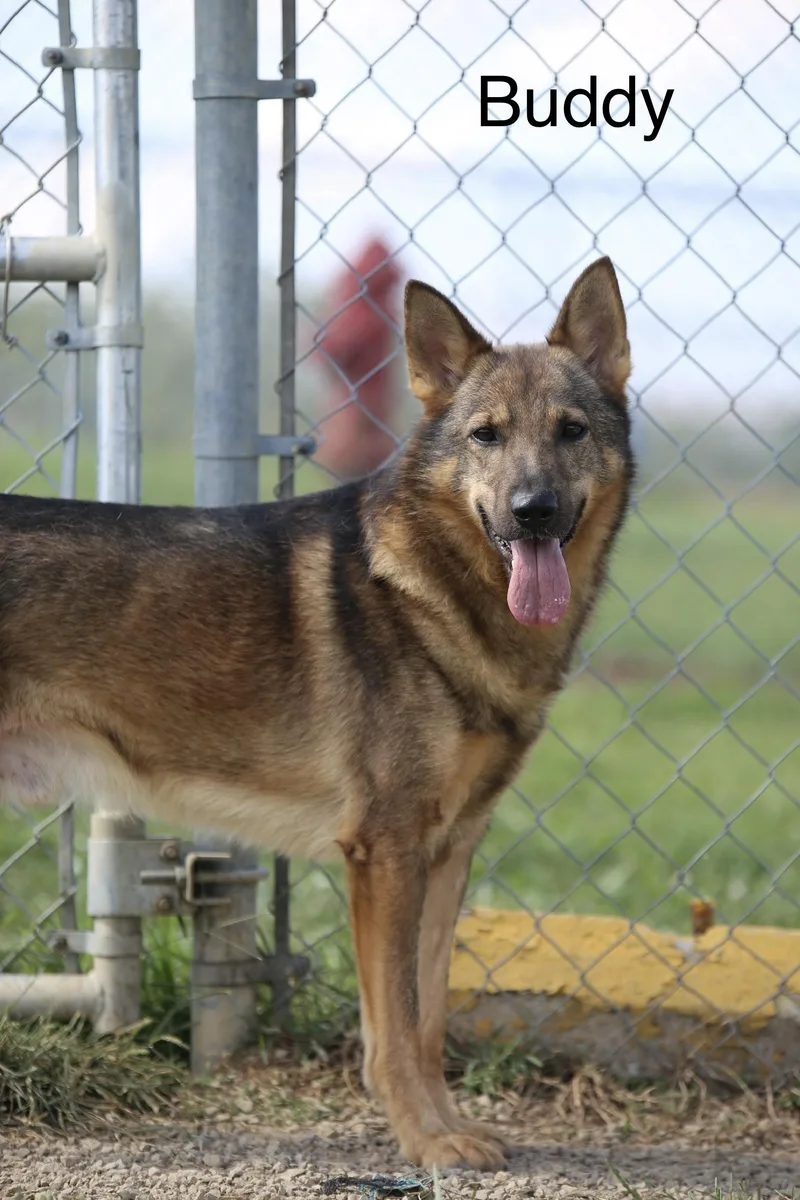 An adult medium-sized male Tricolor (Brown, Black, & White) German Shepherd Dog dog named Buddy for adoption in Mount Sterling, KY
