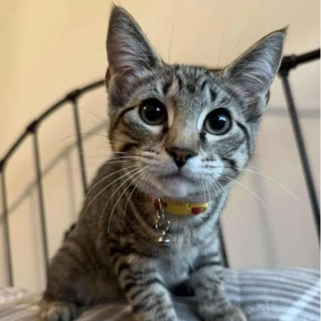 A baby medium-sized female Tabby (Brown / Chocolate) Tabby cat named Windsor for adoption in Warr Acres, OK