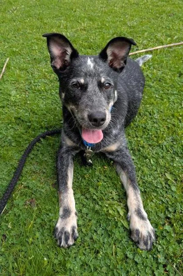 A young small-sized male Australian Cattle Dog / Blue Heeler dog named Rico for adoption in Vancouver, WA