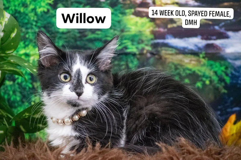 Willow