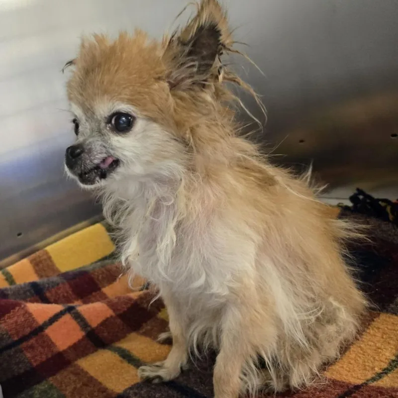 A senior small-sized male Yellow / Tan / Blond / Fawn Mixed Breed dog named Pops for adoption in Medford, NJ