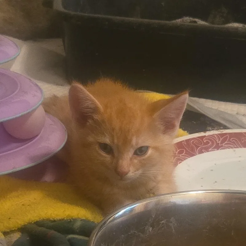 A baby medium-sized male Tabby (Orange / Red) Domestic Short Hair cat named Mookie for adoption in Sauk City, WI
