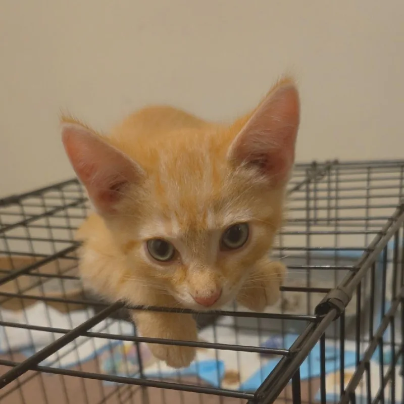 Mookie thumbnail 3