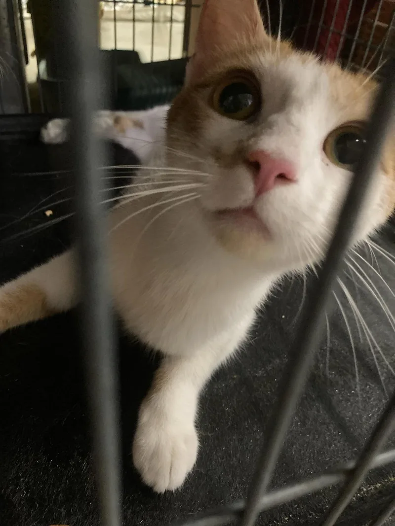 An adult medium-sized female Domestic Short Hair cat named Baby mama for adoption in Billings, MT