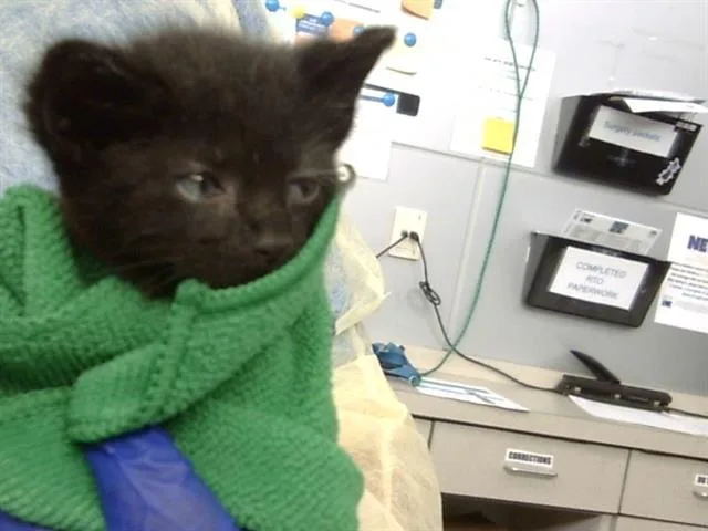 A baby medium-sized male Domestic Medium Hair cat named Solo for adoption in Dallas, TX