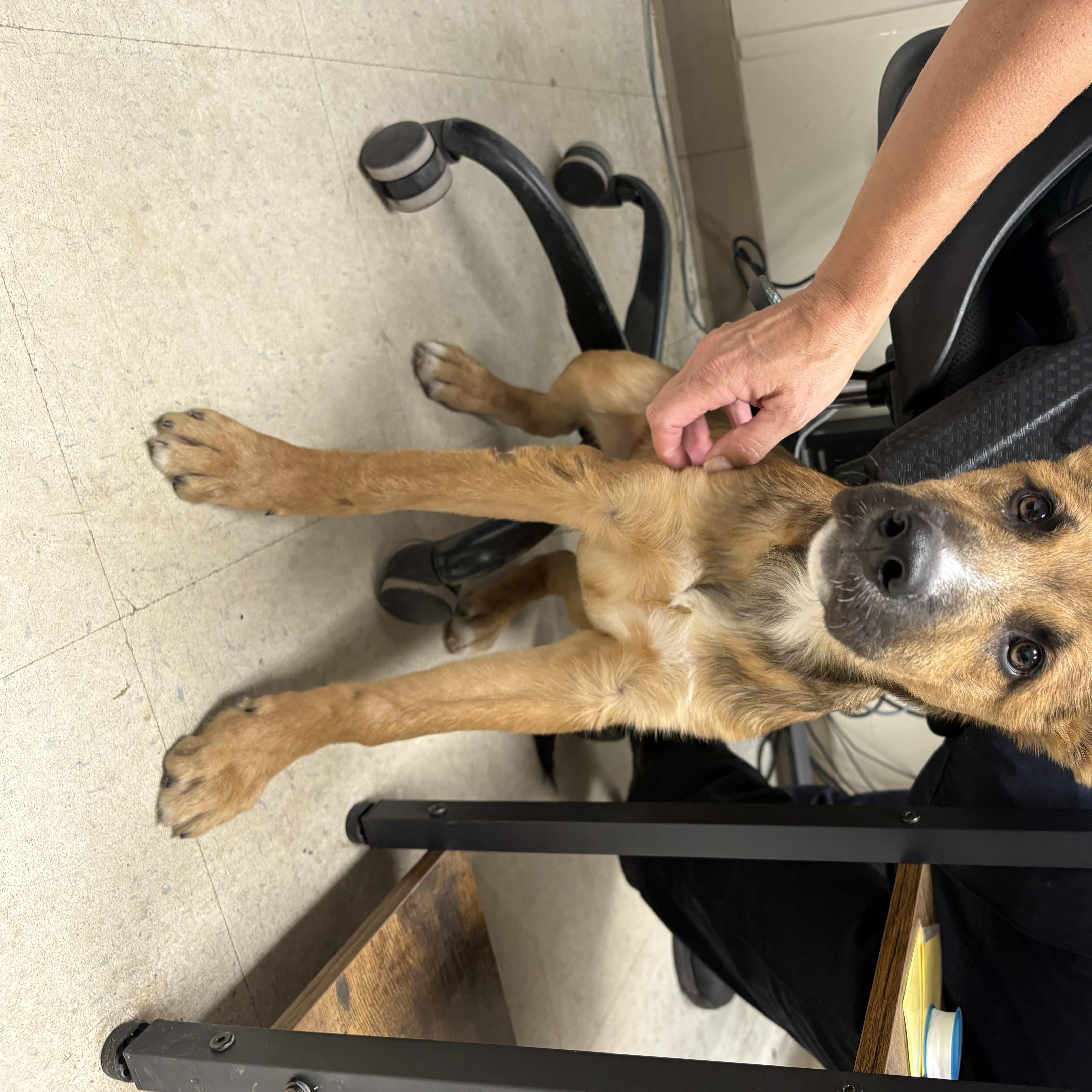 A young large-sized male German Shepherd Dog dog named Ace for adoption in Oakdale, CA