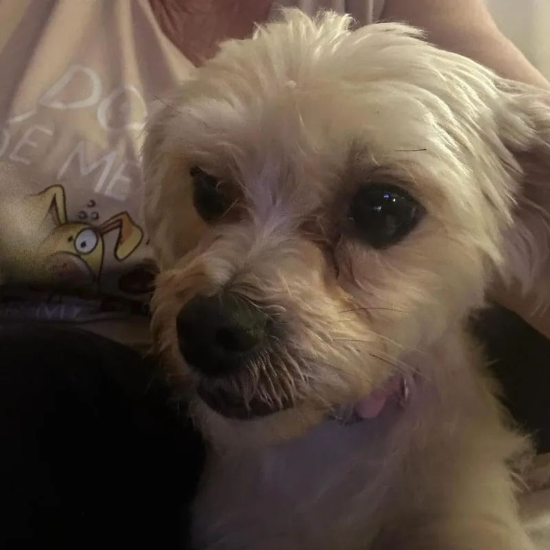 An adult small-sized male Yellow / Tan / Blond / Fawn Yorkshire Terrier dog named Tanner for adoption in Martinsburg, WV