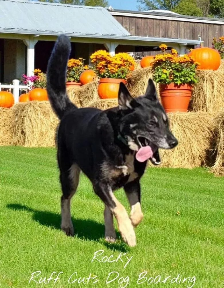 An adult large-sized male Brown / Chocolate German Shepherd Dog dog named Rocky for adoption in Chattanooga, TN