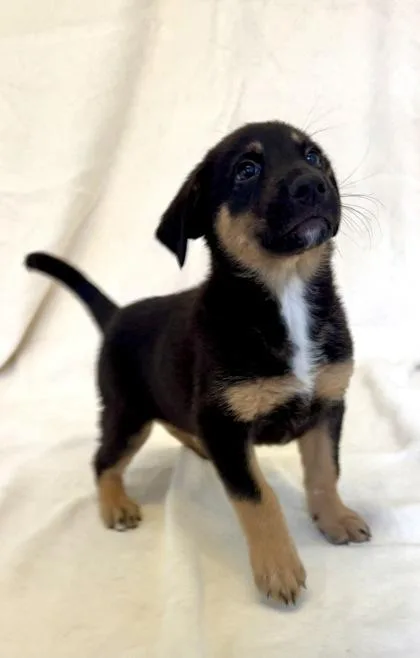 A young large-sized male German Shepherd Dog dog named Ridge for adoption in Buffalo, MN