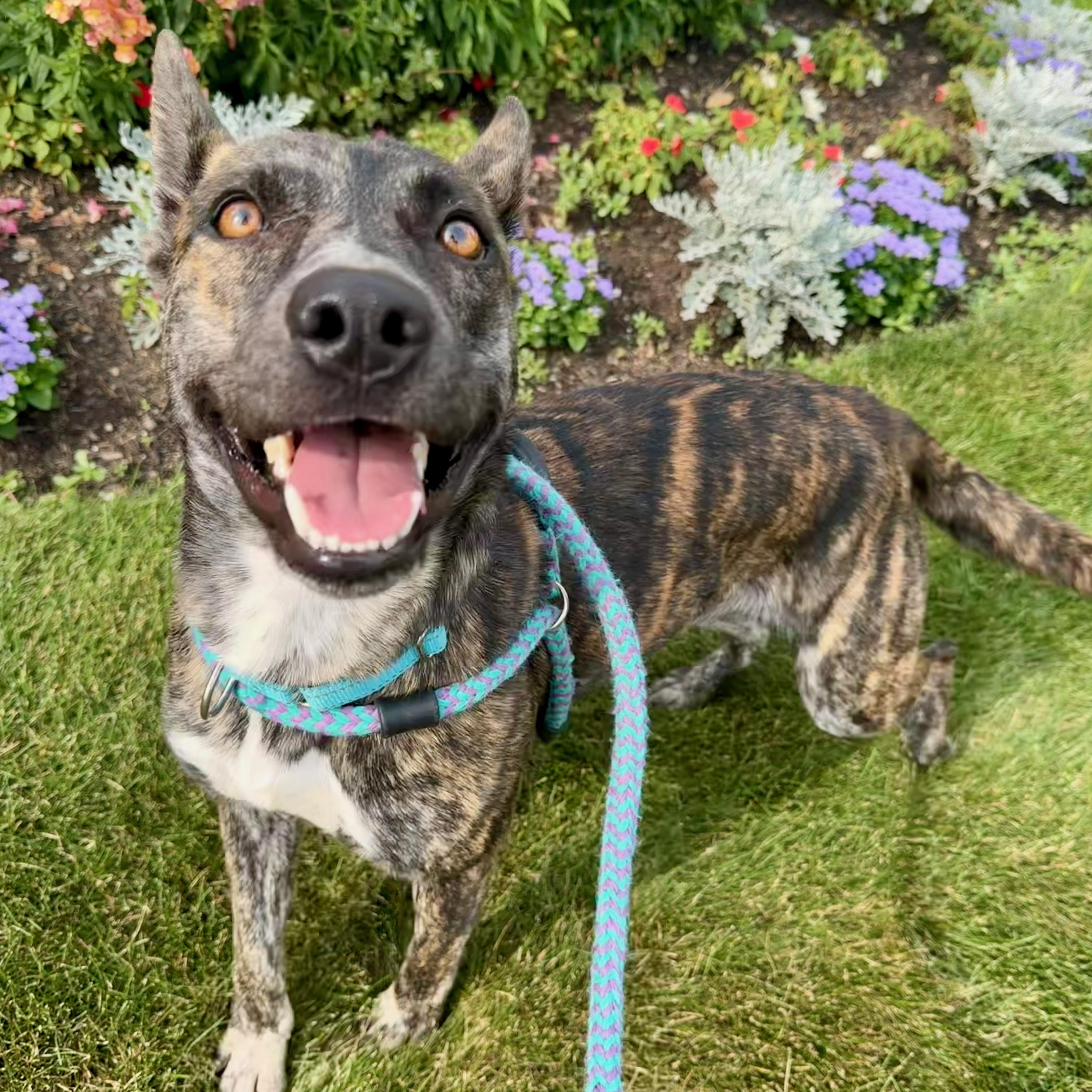 An adult large-sized female Brindle Mixed Breed dog named Stevie Budd for adoption in Cranston, RI