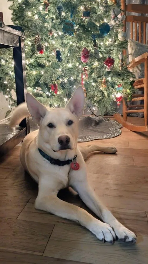 A baby large-sized male Siberian Husky dog named Cody for adoption in Richardson, TX