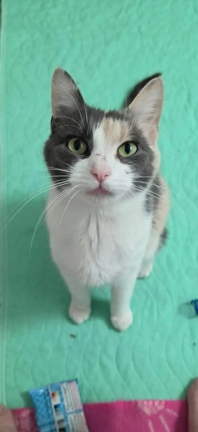 An adult medium-sized female Dilute Calico cat named Mystery for adoption in Delmar, NY