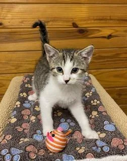 A baby medium-sized female Tabby (Gray / Blue / Silver) Tabby cat named Birdie Will Chirp for adoption in Southern Pines, NC
