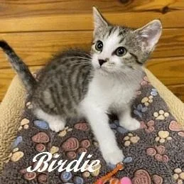 Birdie  Will Chirp thumbnail 3