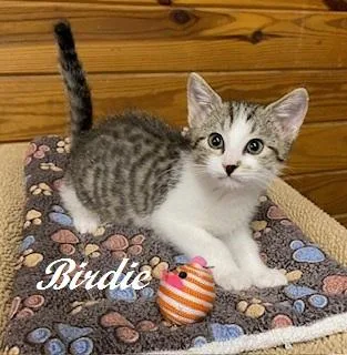 Birdie  Will Chirp thumbnail 4