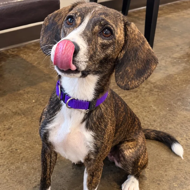 A young small-sized female Brindle Hound dog named Sangria for adoption in Pelham, NH