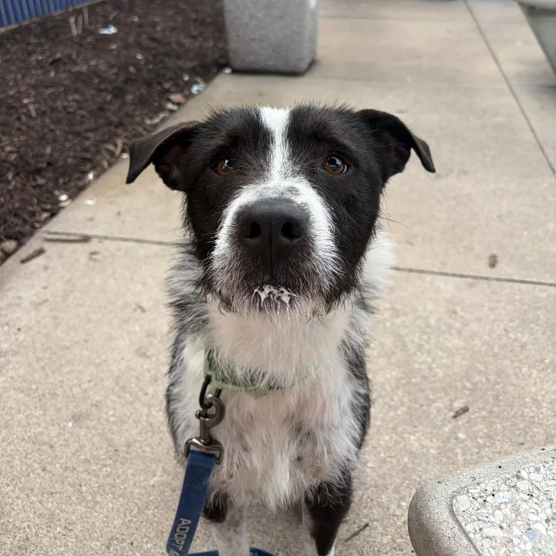 An adult medium-sized male Black Mixed Breed dog named Ilya Rosanov for adoption in Columbia, MO