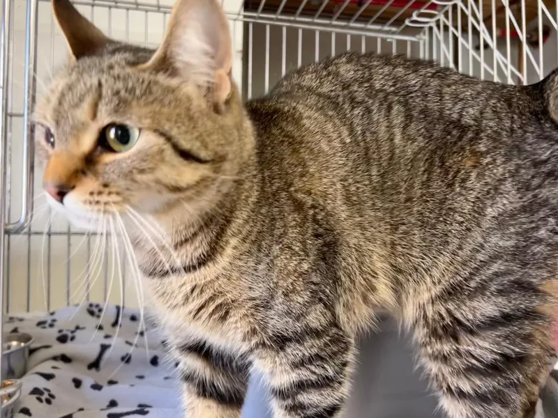 An adult medium-sized female Domestic Short Hair cat named Cinnamon Sugar for adoption in Windsor, CT