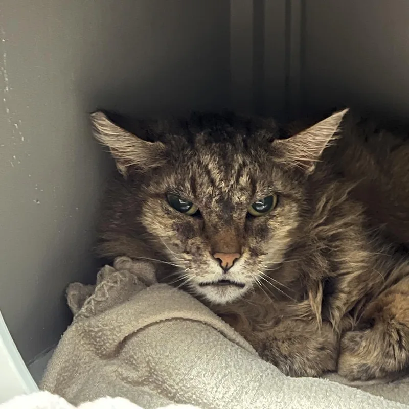 An adult medium-sized female Brown / Chocolate Domestic Medium Hair cat named Nue Nue for adoption in Ojai, CA