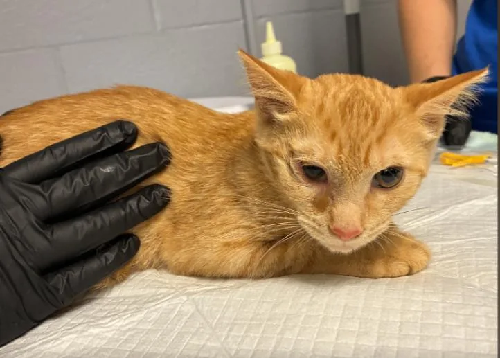 A young small-sized female Tabby (Orange / Red) Domestic Short Hair cat named Macchiato for adoption in Cincinnati, OH