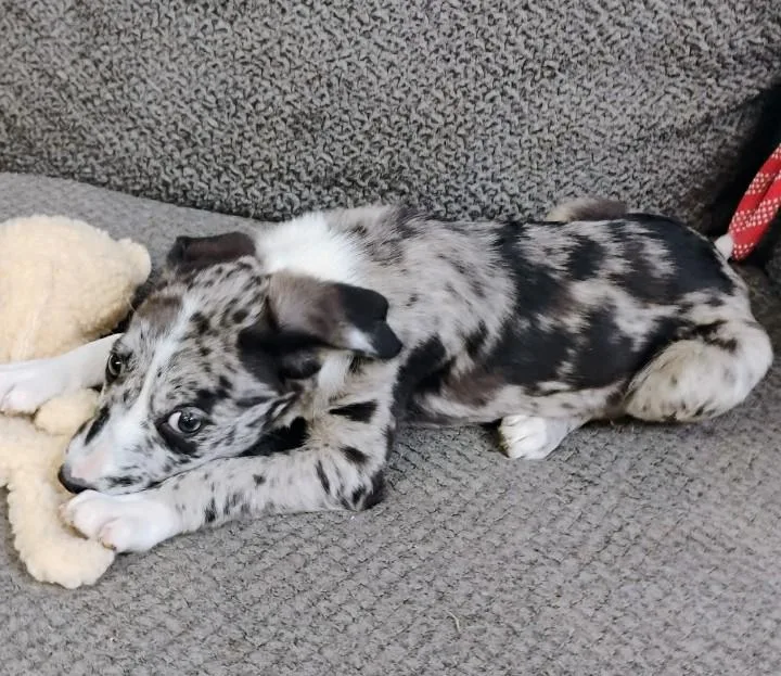 A baby medium-sized female Tricolor (Brown, Black, & White) Catahoula Leopard Dog dog named Bailey for adoption in Saint Jo, TX