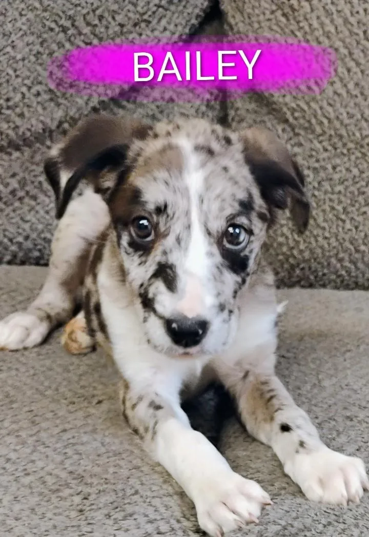 Bailey thumbnail 2