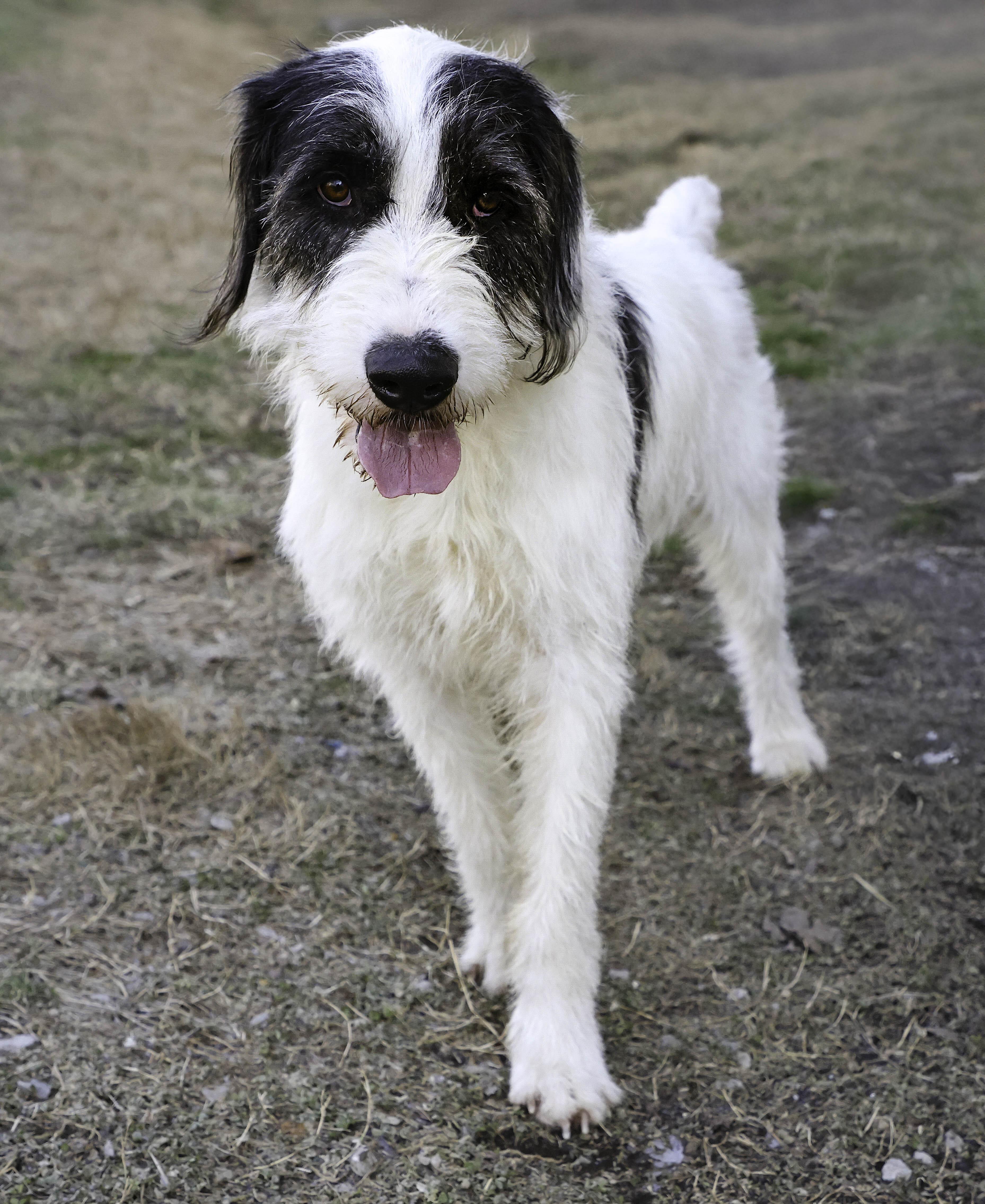 An adult large-sized male Aussiedoodle dog named Socket for adoption in Nashville, TN