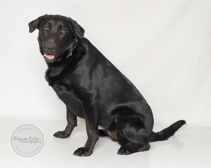 A young extra large-sized female Black Labrador Retriever dog named Zena for adoption in Tuscaloosa, AL