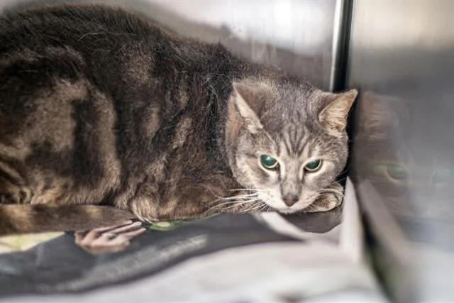 An adult small-sized male Domestic Short Hair cat named Levi for adoption in Charlotte, NC