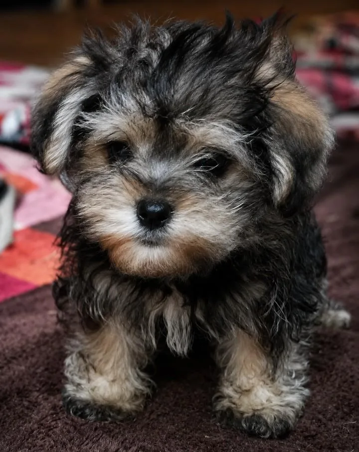 A baby small-sized male Morkie dog named Gabe for adoption in Batesville, AR