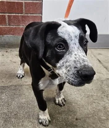 A baby medium-sized male Mixed Breed dog named Lorenzo for adoption in Los Angeles, CA