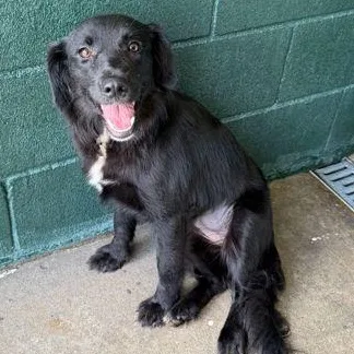 A young medium-sized female Black Mixed Breed dog named Ribbons for adoption in Cooperstown, NY