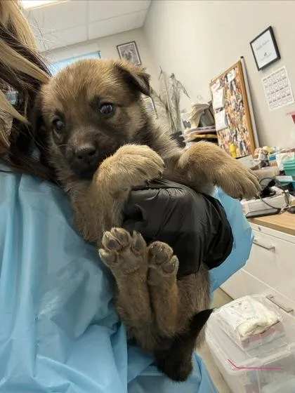 A baby medium-sized female Shepherd dog named Banana for adoption in Fresno, CA