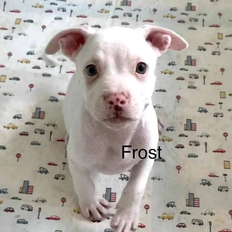 Frost