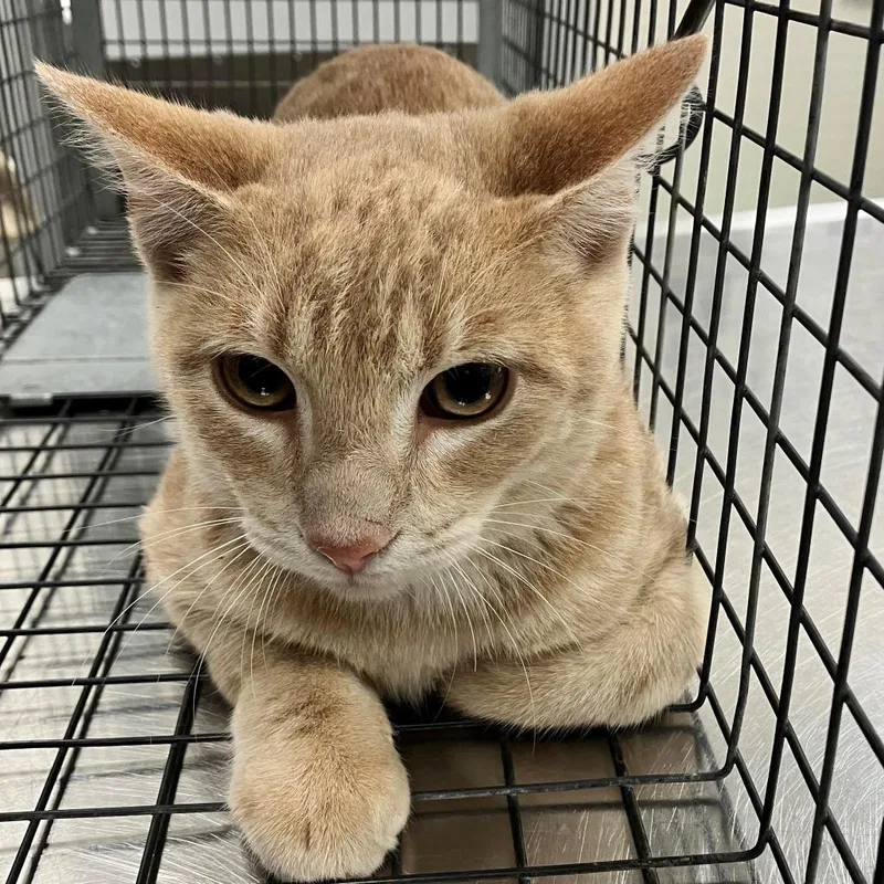 An adult medium-sized male Domestic Short Hair cat named Tofu for adoption in Las Cruces, NM