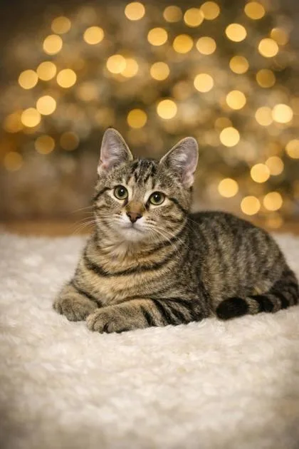 A baby small-sized female Domestic Short Hair cat named Coot for adoption in Wilkesboro, NC