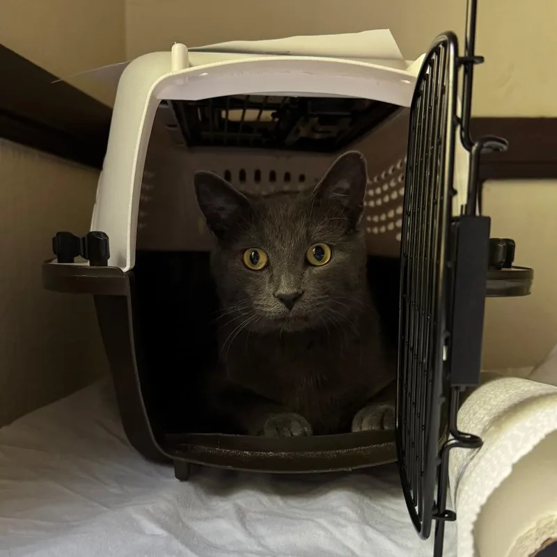 An adult medium-sized male Gray / Blue / Silver Domestic Short Hair cat named Cuore for adoption in Wheeling, IL