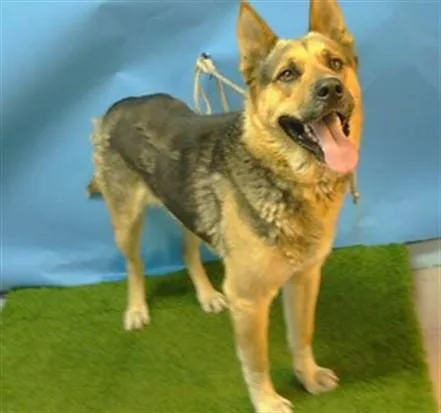 An adult large-sized male German Shepherd Dog dog named Bone for adoption in Gardena, CA