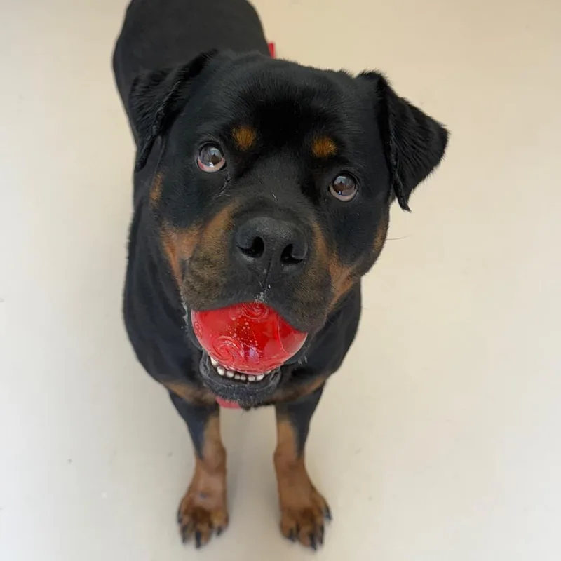 An adult large-sized female Black Rottweiler dog named Angel for adoption in Perkiomenville, PA