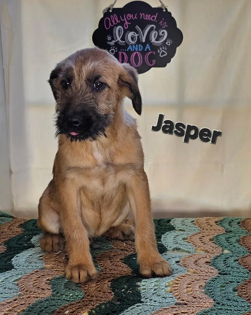 A baby medium-sized male Yellow / Tan / Blond / Fawn Boxer dog named Jasper for adoption in Watertown, CT